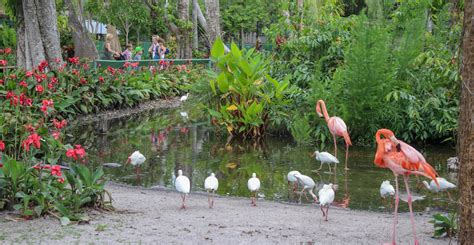 Wonder gardens bonita springs - Read:Irma-damaged Everglades Wonder Gardens reopens in Bonita Springs Groundbreaking on the butterfly and orchid pavilion began in January. About 300 butterflies, such as …